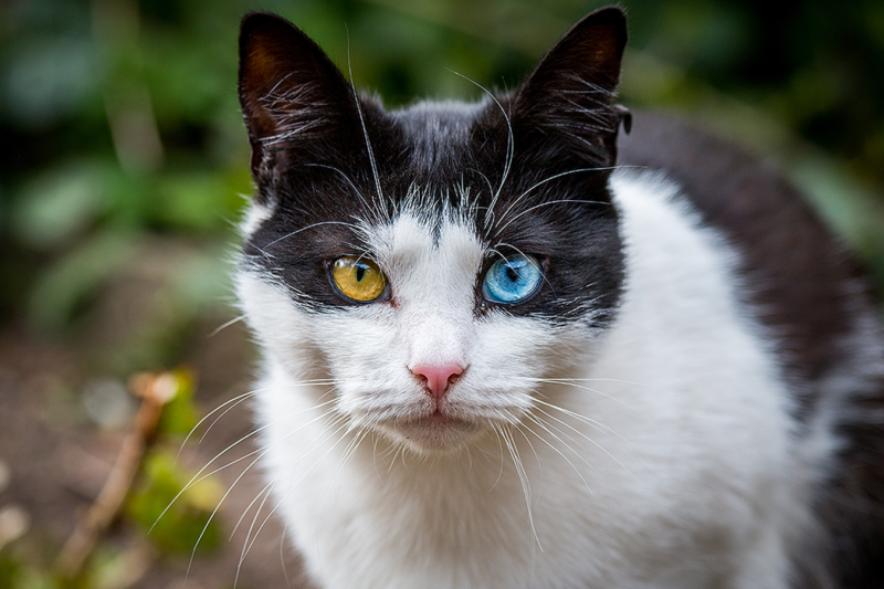 cats_can_hide_their_pain_but_not_from_ai